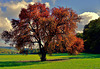 Der rote Baum - The red Tree