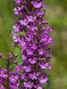 Platanthera psycodes (Small Purple Fringed orchid)