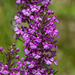 Platanthera psycodes (Small Purple Fringed orchid)