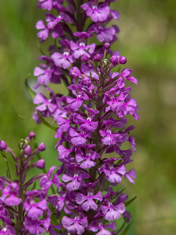 Platanthera psycodes (Small Purple Fringed orchid)