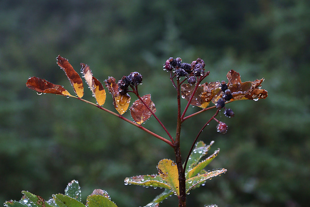 A Wet Day