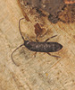 springtail2599