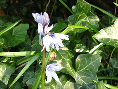 A lone bluebell - there are lots ready to flower