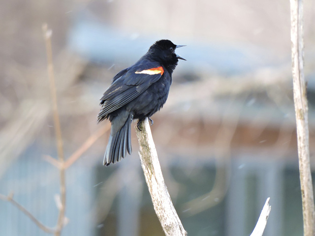 Red-winged Blackbird male