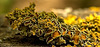 Luscious Little Lichen Landscapes!!