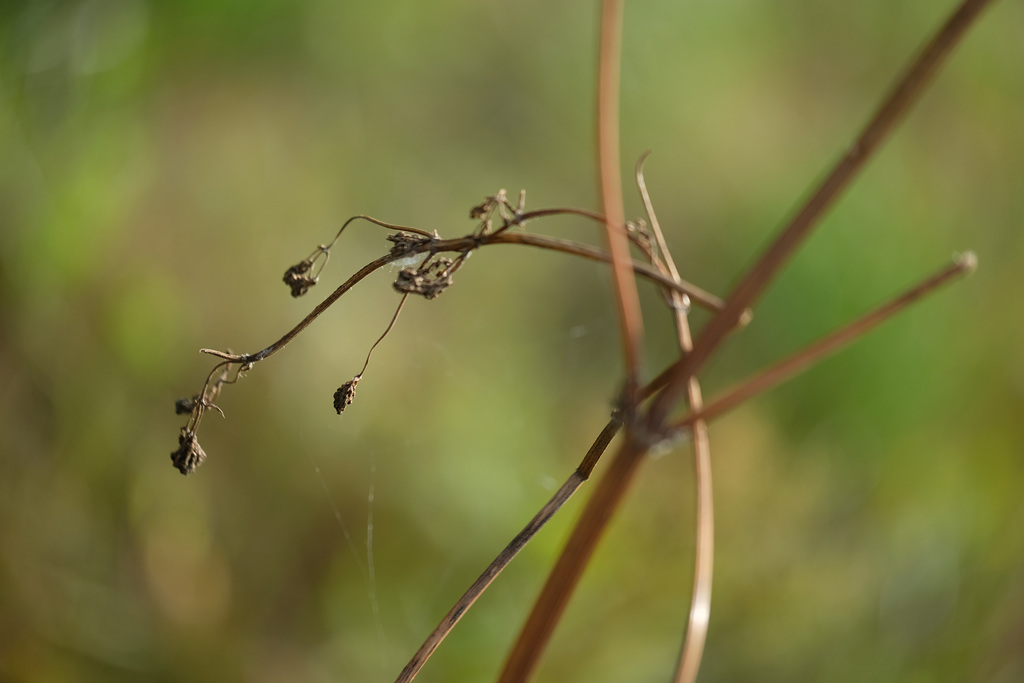 DSCF1544