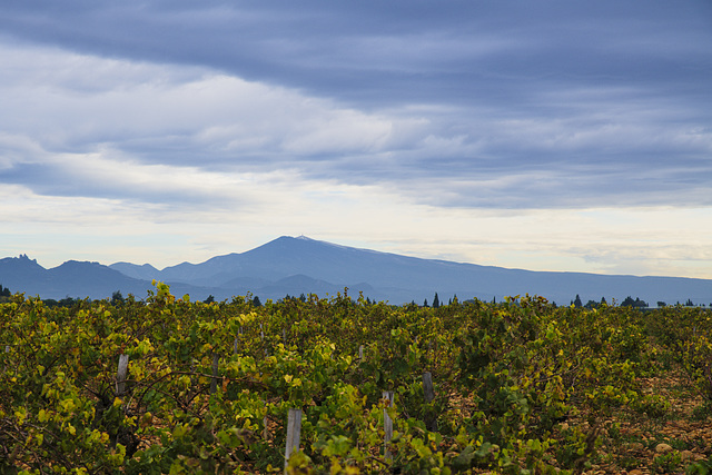 Au loin le Ventoux.