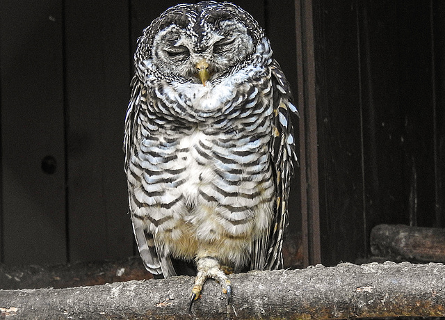 20190911 6281CPw [D~OH] Chacokauz (Strix chacoensis), Timmendorfer Strand