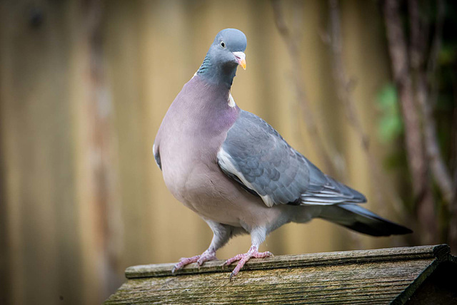 Wood pigeon