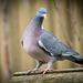 Wood pigeon