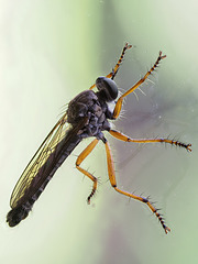 Raubfliege auf dem Fenster