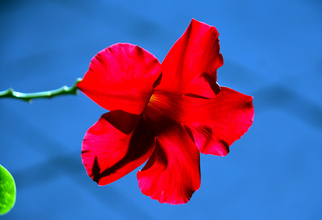 Dipladenia variety Mandevilla