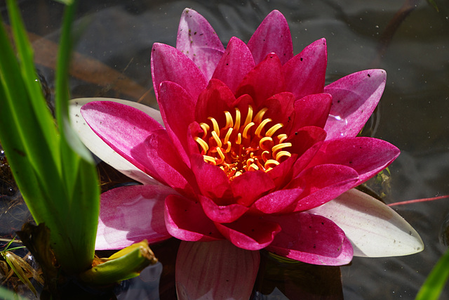 Seerose am Ufer des Odersees