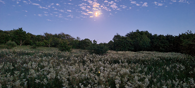 Moonlit field