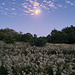 Moonlit field