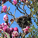 Nest In The Blossom.