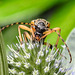 20230719 2591CPw [D~LIP] Flachblättriger Mannstreu (Eryngium planum), Gefleckter Schmalbock (Rutpela maculata), Bad Salzuflen
