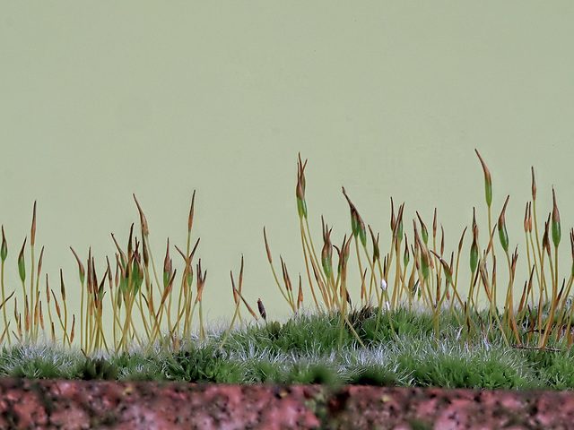 Moss Sporophytes