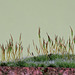 Moss Sporophytes