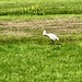 Spoonbill Spoonbill