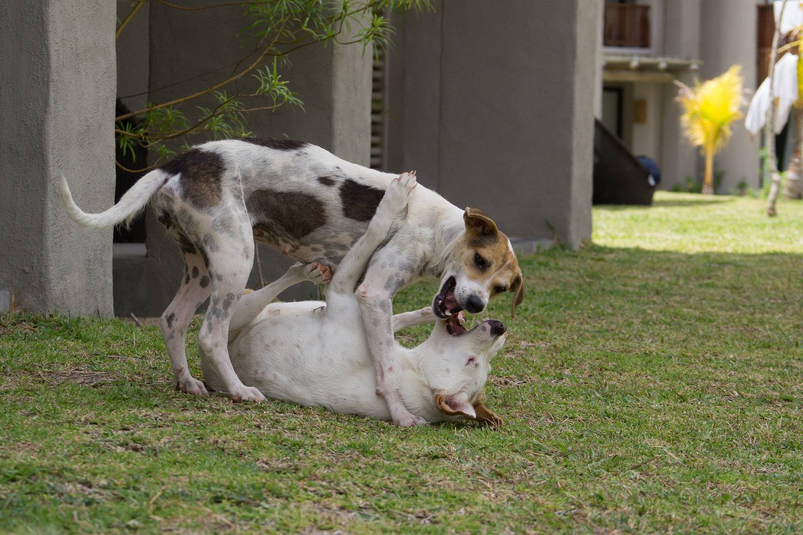 Mauritius Straßenhunde DSC08570
