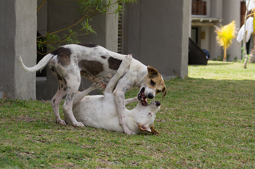 Mauritius Straßenhunde DSC08570