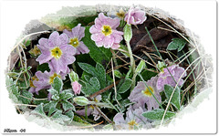 MON JARDIN