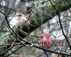 Pine Siskin and Male Purple Finch