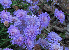 Pincushion Flower (Perennial Scabiosa)