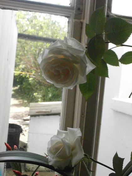 New white rose in the kitchen