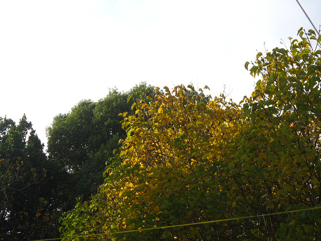 The lovely colouring of the dying trees