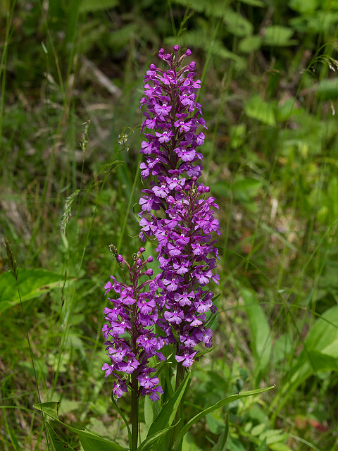 Platanthera psycodes (Small Purple Fringed orchid)