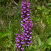 Platanthera psycodes (Small Purple Fringed orchid)