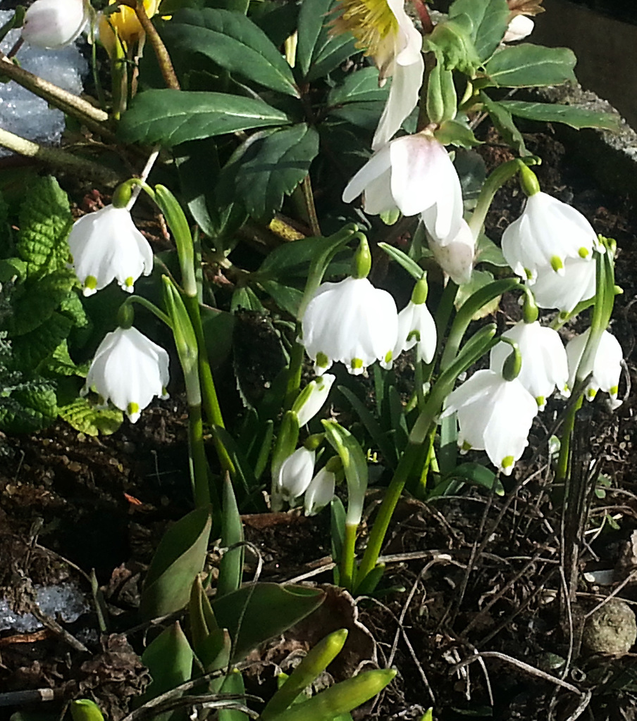 Märzenbecher (Frühlingsknotenblume)