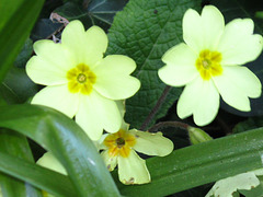Some of the primroses
