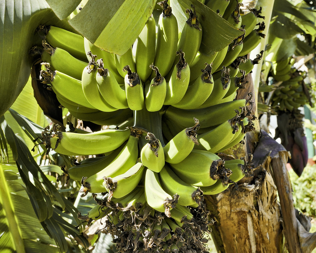 Banana Plant – Doka Estate, San Luis de Sabanilla, Alajuela Province, Costa Rica