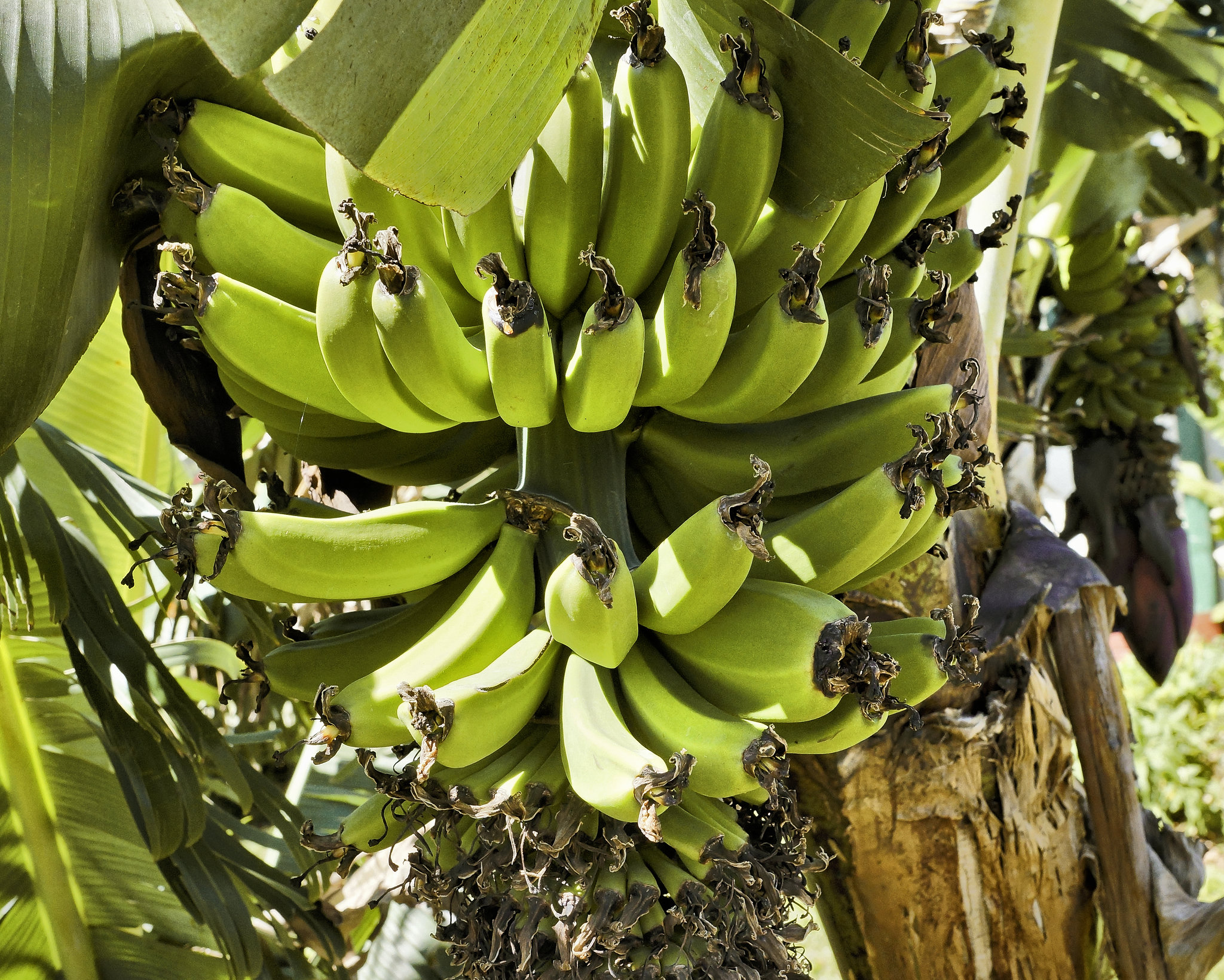 Banana Plant – Doka Estate, San Luis de Sabanilla, Alajuela Province, Costa Rica