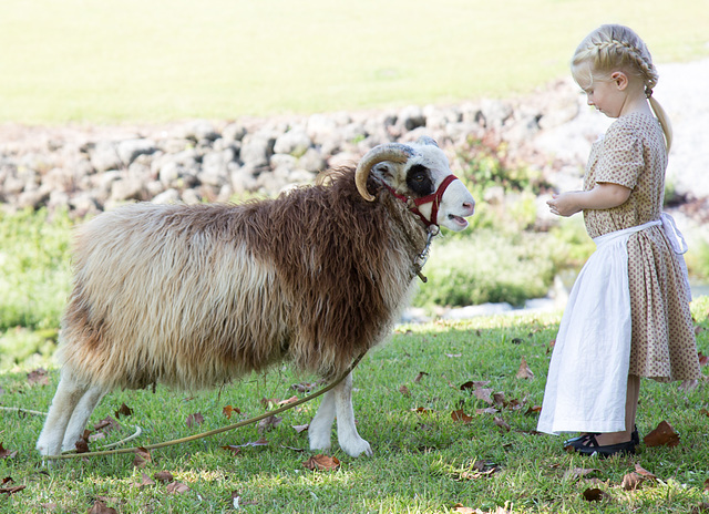 Girl and sheep