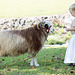 Girl and sheep