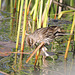 Red-winged Blackbird female