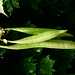 Seed pods of trumpeter vine