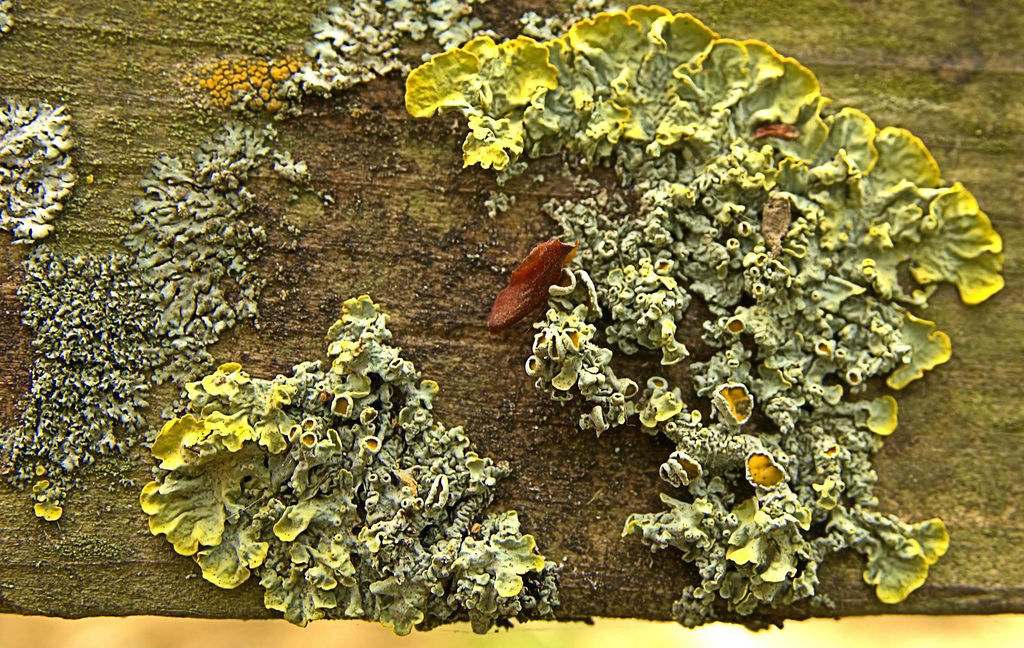 Luscious Little Lichen Landscapes!!