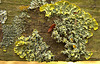 Luscious Little Lichen Landscapes!!