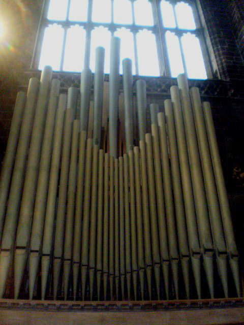 Tubular organ.