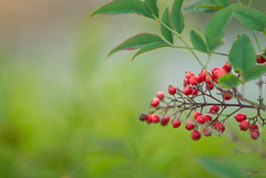 Nandina