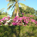 Flowers At Blue Seas Resort