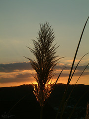 Gras im Gegenlicht