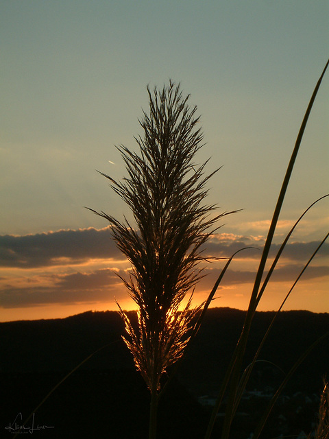 Gras im Gegenlicht