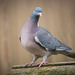 Wood pigeon depth aware haze filter used to add blur.