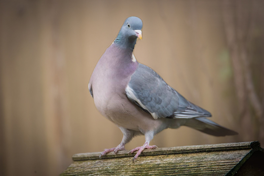 Wood pigeon depth aware haze filter used to add blur.